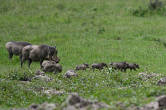 Phacochoerus africanus massaicus