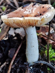 Russula odorata