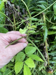 Neustanthus phaseoloides