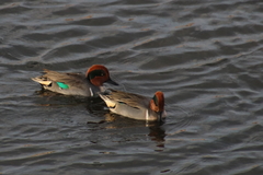 Anas crecca