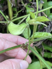 Neustanthus phaseoloides