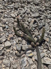 Loxanthocereus acanthurus