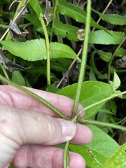 Neustanthus phaseoloides