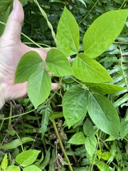 Neustanthus phaseoloides