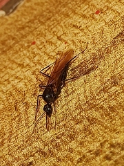 Camponotus