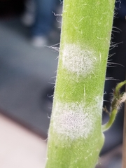 Pseudoidium neolycopersici