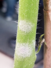 Pseudoidium neolycopersici