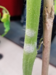 Pseudoidium neolycopersici