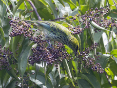 Ixothraupis guttata