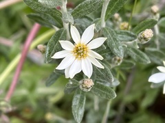 Chiliotrichum diffusum