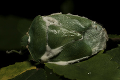 Beauveria bassiana