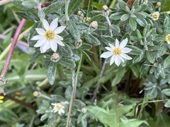 Chiliotrichum diffusum