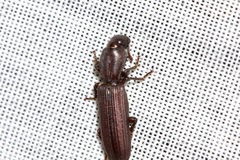 Bothrideridae