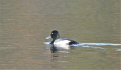 Aythya affinis