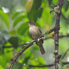 Pycnonotus simplex prillwitzi