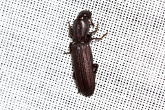 Bothrideridae