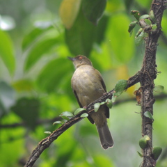 Pycnonotus simplex prillwitzi