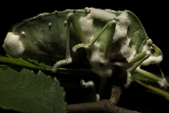 Beauveria bassiana