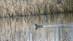 Aythya affinis