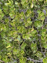 Nothofagus betuloides