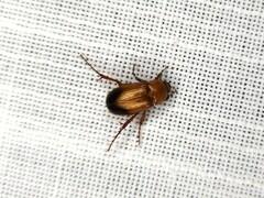 Phyllotocus macleayi