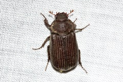 Maechidius