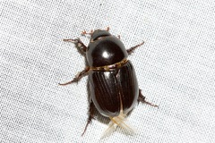 Heteronychus arator