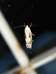 Plectophila discalis