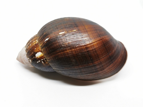 Placostylus fibratus, 2021-12-25