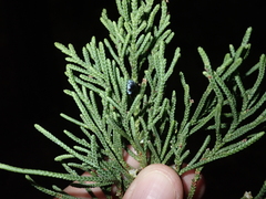 Juniperus bermudiana