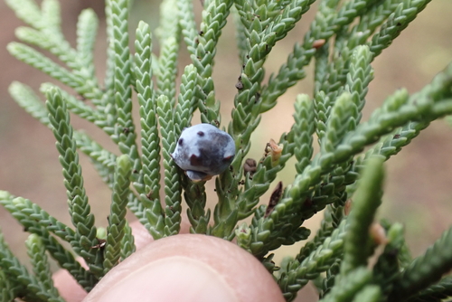 Juniperus bermudiana observed 2022-12-07