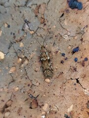 Ephestiopsis oenobarella