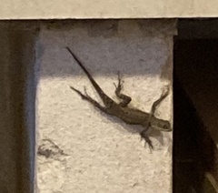 Tropidurus torquatus
