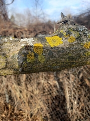 Xanthomendoza weberi