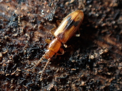 Cryptamorpha desjardinsi