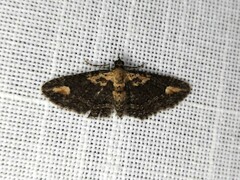 Pasiphilodes testulata