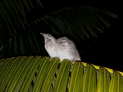 Anthochaera chrysoptera