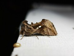 Chrysodeixis eriosoma