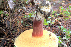 Xerocomellus atropurpureus