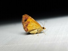 Chrysolarentia mecynata