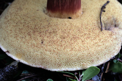 Xerocomellus atropurpureus