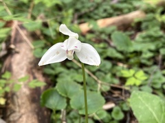 Codonorchis lessonii