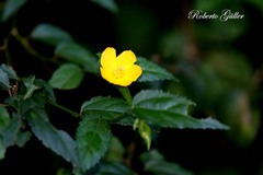 Pavonia sepium