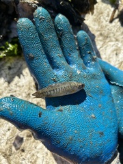 Fundulus parvipinnis