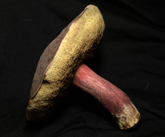 Xerocomellus atropurpureus