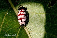 Alagoasa decemguttata