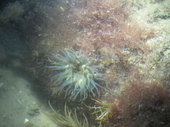 Bunodosoma cavernatum