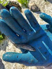 Fundulus parvipinnis
