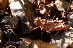 Ommexecha virens