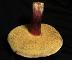 Xerocomellus atropurpureus